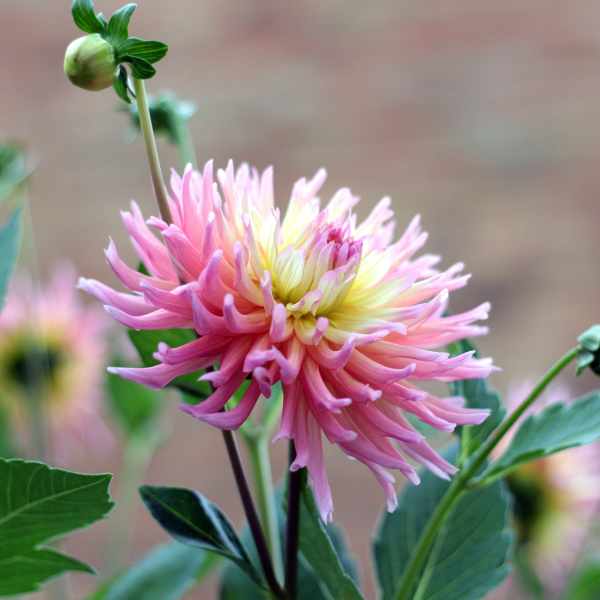 dahlia cactus mix seed 4