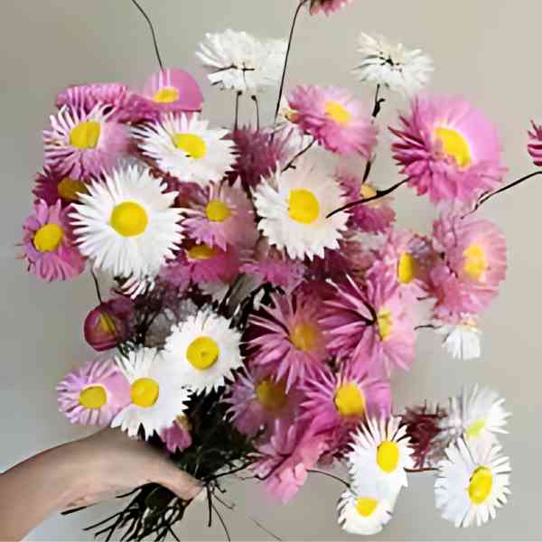 A large bunch of Paper Daisies held aloft.