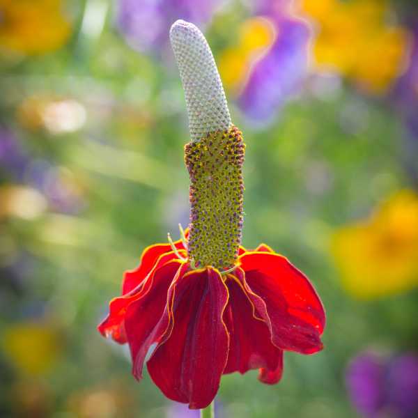 mexican hat seeds 4