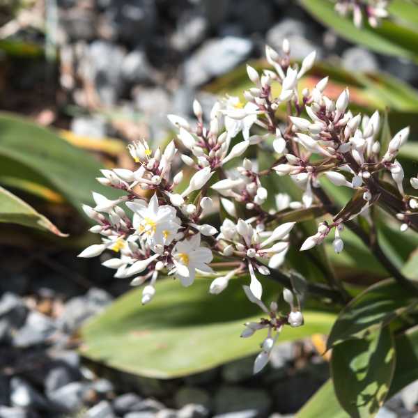 vanilla lily seeds 3