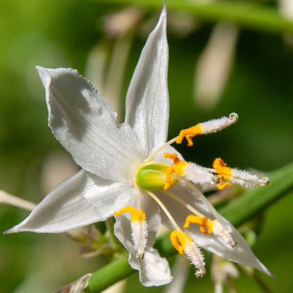 vanilla lily seeds