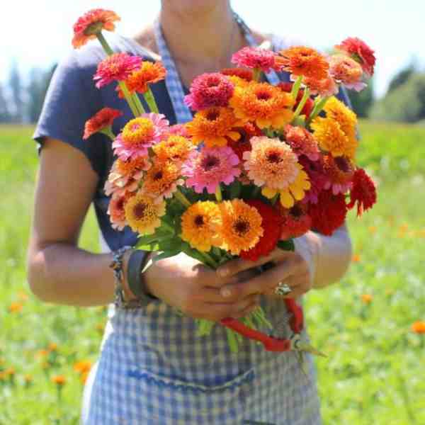 zinnia cupcake seeds 3
