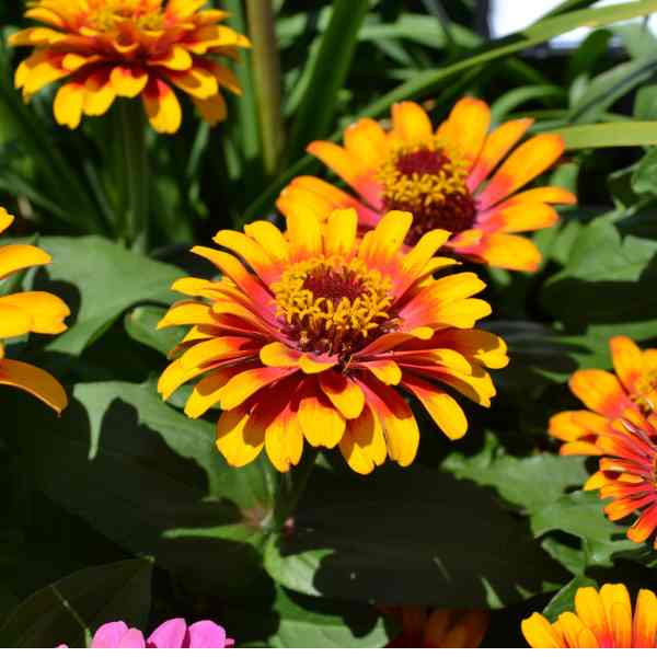 zinnia cupcake seeds 4