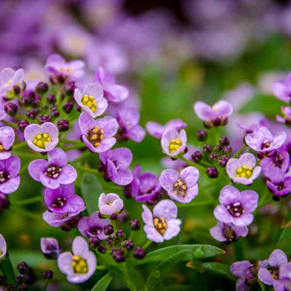 alyssum royal carpet seeds 1