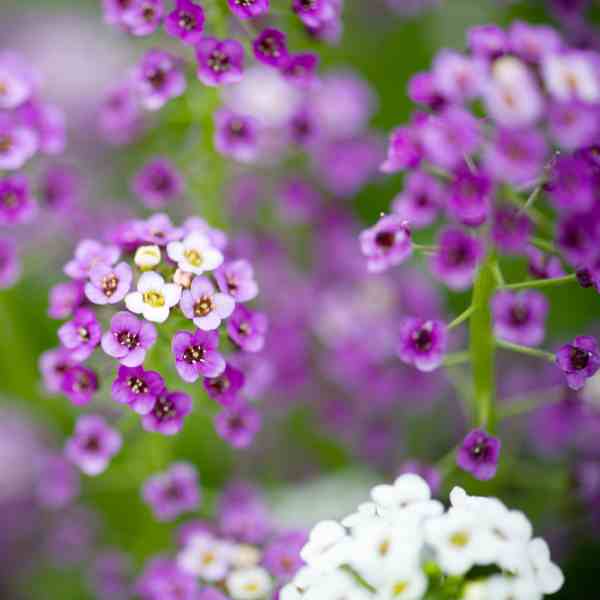 alyssum royal carpet seeds 4