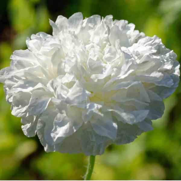 poppy doubl cream seeds 1