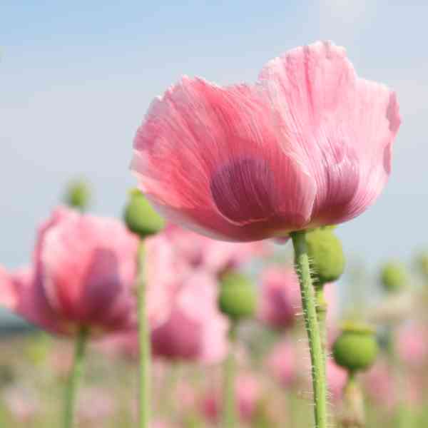 california poppy ballerina mix seeds 2