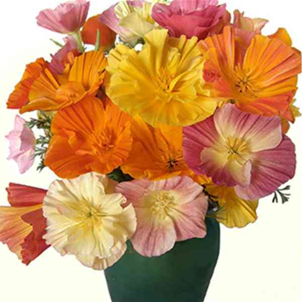 california poppy ballerina mix seeds 3
