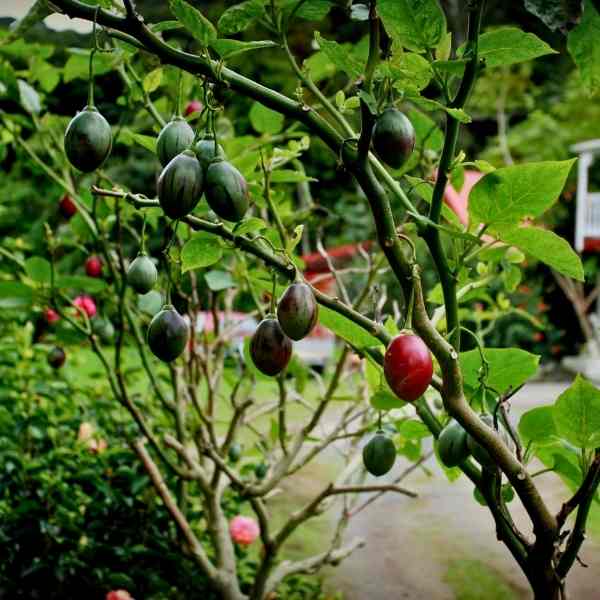 tamarillo tree seeds 6 1