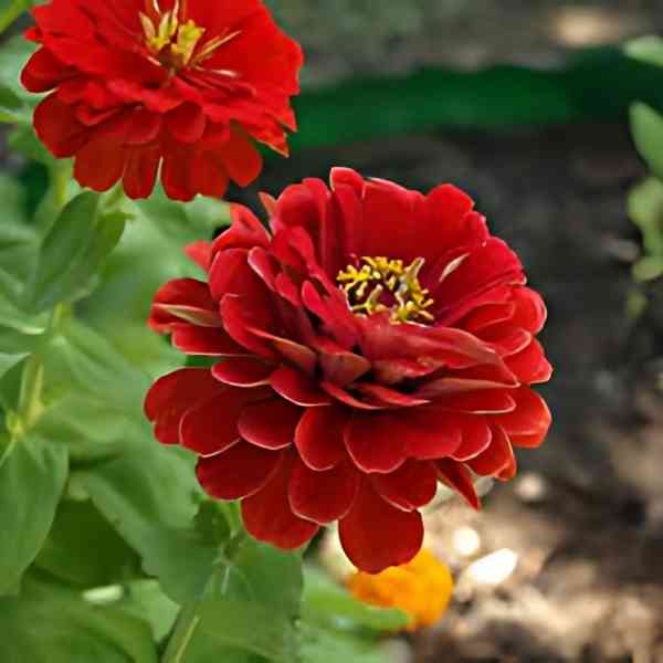 zinnia meteor seeds 4