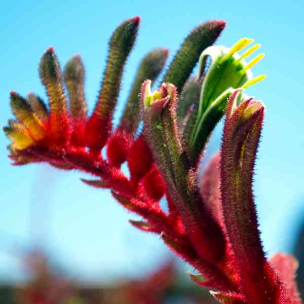 kangaroo paw manglesii seeds